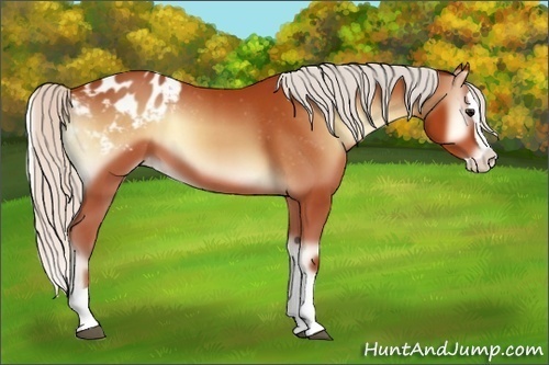 Horse Color:Silver Bay Onyx Splash Appaloosa 