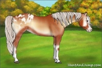 Horse Color:Silver Bay Onyx Splash Appaloosa 