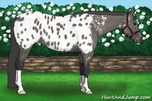 Horse Color:Grullo Appaloosa 