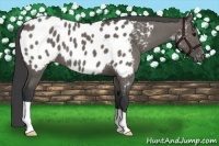 Horse Color:Grullo Near Leopard 