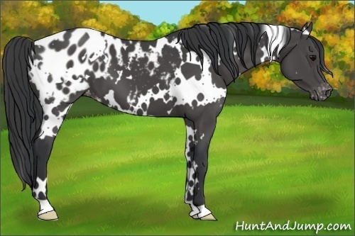 Horse Color:White Spotted Black Blanket 