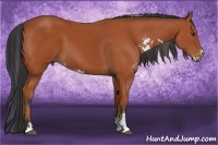 Horse Color:Bay Sabino 