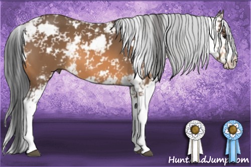 Horse Color:Buckskin Sabino 