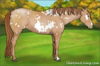 Horse Color:White Spotted Bay Pearl