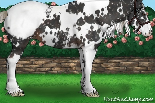 Horse Color:White Spotted Liver Chestnut Sabino Snowcap