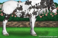 Horse Color:White Spotted Liver Chestnut Sabino Snowcap 