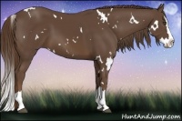 Horse Color:White Spotted Liver Chestnut Splash 