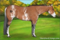 Horse Color:White Spotted Bay 