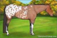 Horse Color:Bay Roan Tobiano Appaloosa 