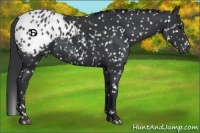 Horse Color:Black Appaloosa