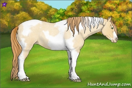 Horse Color:Gold Champagne Roan Dun Splash Tobiano Frame Appaloosa Rabicano
