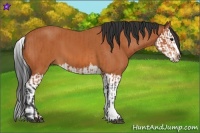 Horse Color:Bay  and Bay Splash 