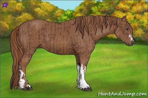 Horse Color:Chestnut and Chestnut