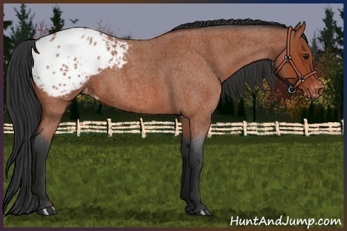 Horse Color:Bay Roan Blanket 