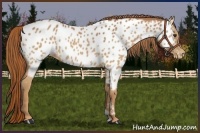 Horse Color:Chestnut Near Leopard 