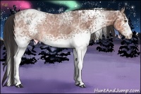 Horse Color:White Spotted Brown Ice Appaloosa 