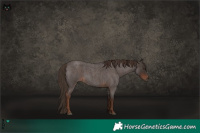 Horse Color:Liver Red Roan 