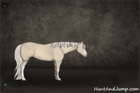 Horse Color:Cremello 