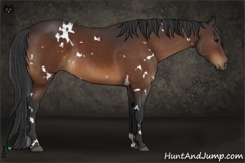Horse Color:White Spotted Brown