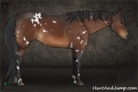 Horse Color:White Spotted Brown