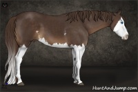 Horse Color:White Spotted Liver Chestnut Splash 