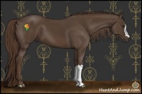 Horse Color:Liver Chestnut 
