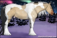 Horse Color:Bay Dun Tobiano 
