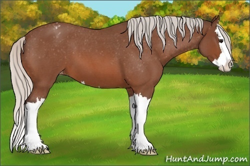 Horse Color:Silver Brown Roan Splash Appaloosa 