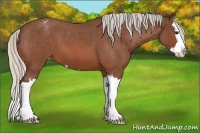 Horse Color:Silver Brown Roan Splash Appaloosa 