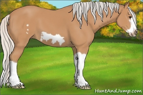 Horse Color:Silver Bay Splash Frame