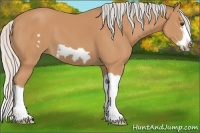 Horse Color:Silver Bay Splash Frame