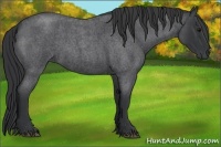 Horse Color:Blue Roan 