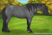 Horse Color:Blue Roan 