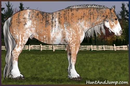 Horse Color:White Spotted Black  and White Spotted Silver Bay 