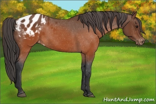 Horse Color:Brown Sabino Blanket