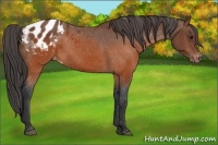 Horse Color:Brown Sabino Appaloosa