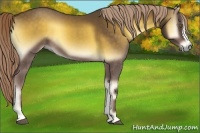 Horse Color:Chocolate Palomino Onyx 
