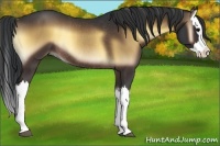 Horse Color:Brown Onyx Splash Rabicano 