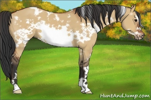 Horse Color:White Spotted Bay Dun Frame 