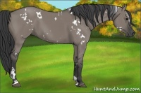 Horse Color:White Spotted Grullo Sabino