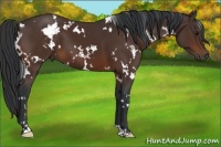 Horse Color:White Spotted Brown 