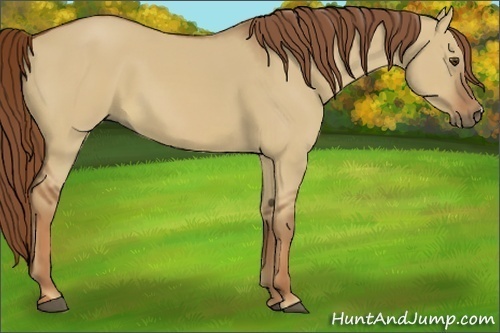 Horse Color:Red Dun 