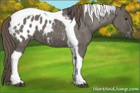 Horse Color:Smoky Grullo Tobiano Appaloosa 
