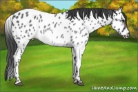 Horse Color:Blue Roan Appaloosa Rabicano 
