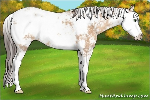 Horse Color:Amber Champagne Sabino 