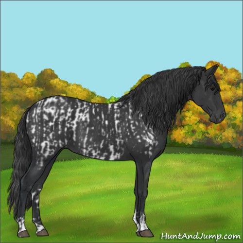 Horse Color:Black Appaloosa  and Black Sabino 