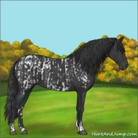 Horse Color:Black Appaloosa  and Black Sabino 