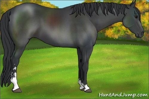 Horse Color:Black Sabino