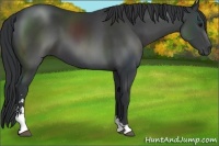 Horse Color:Black Sabino 