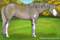 Horse Color:Silver Grullo Sabino 